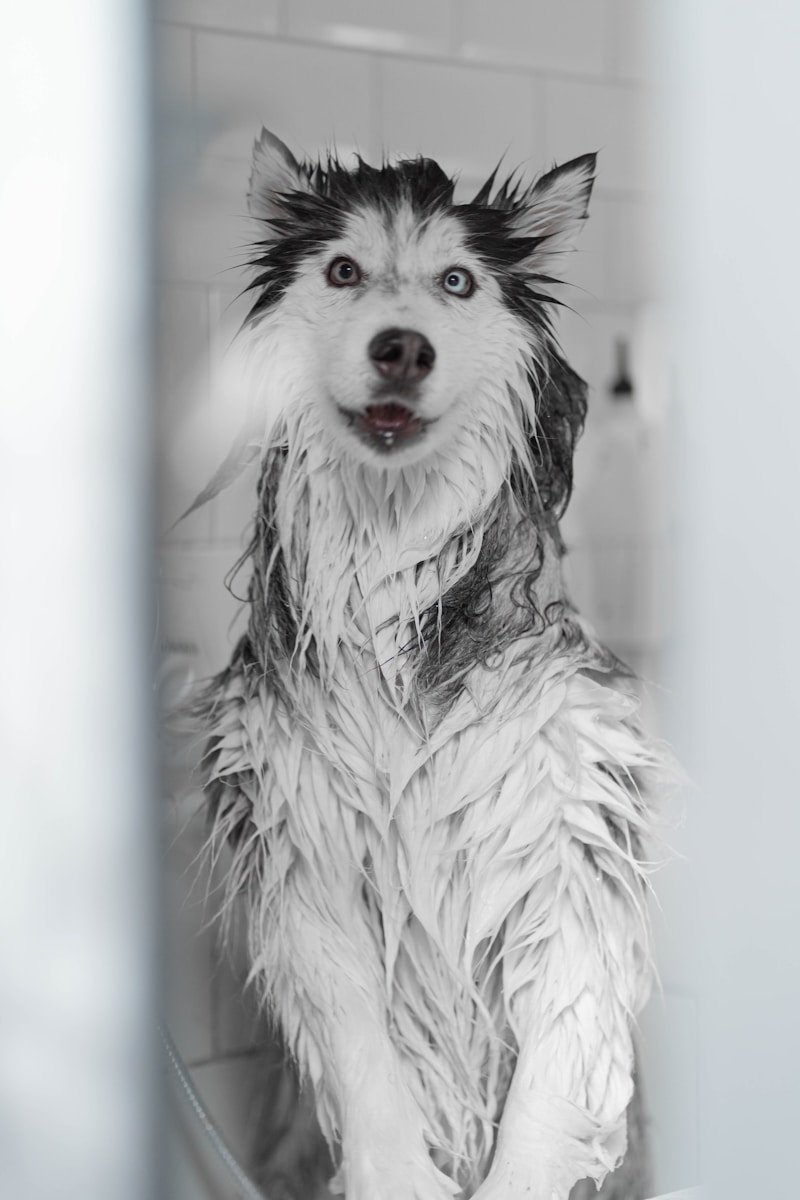 a black and white photo of a wet dog